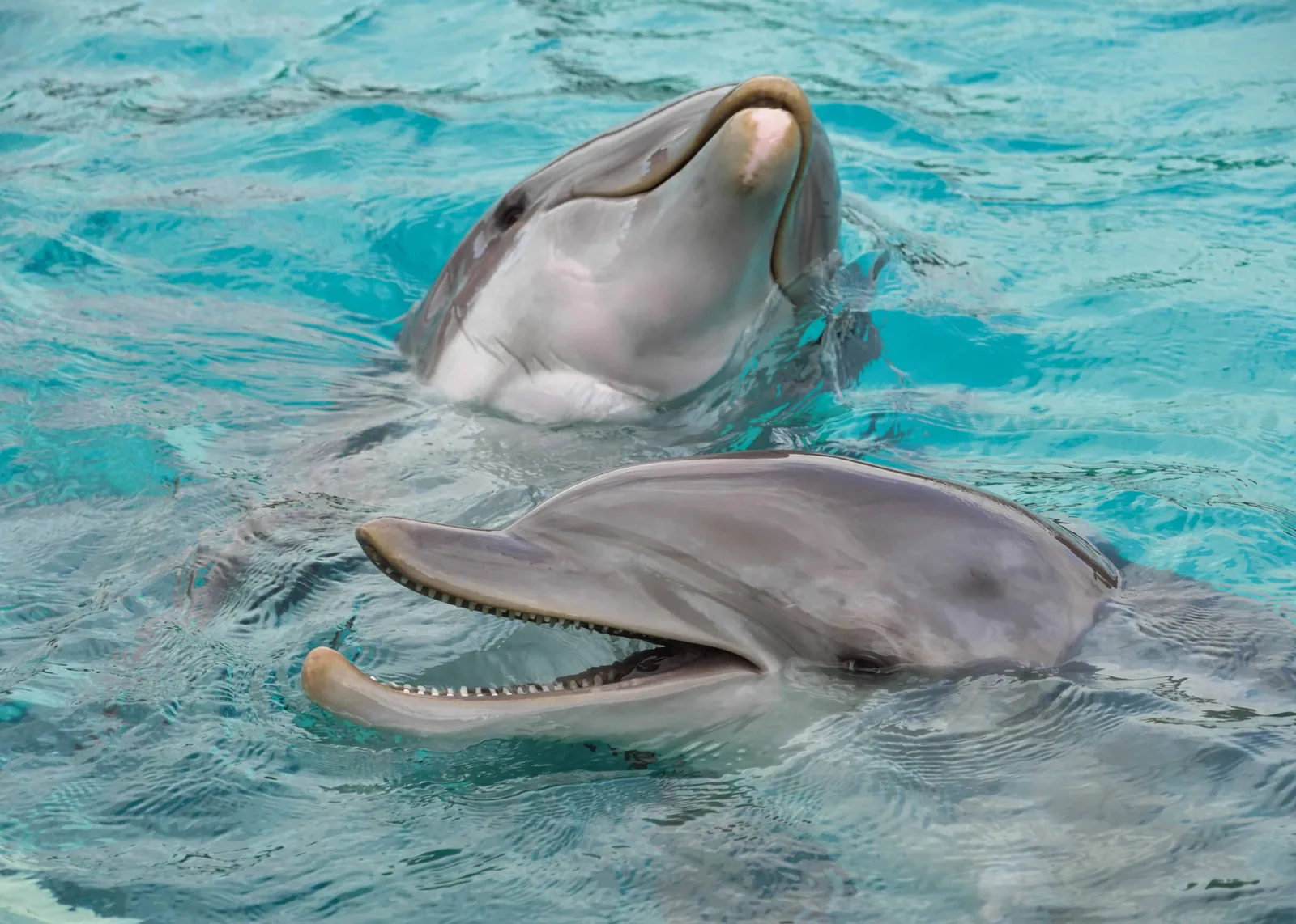Nado con delfines en Roatán