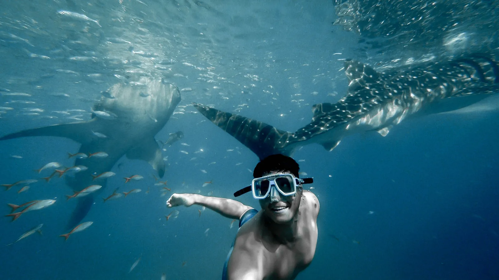 Snorkel en el arrecife de Roatán
